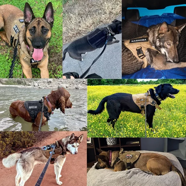 Dog Harness Leash Set (Med/Lg)