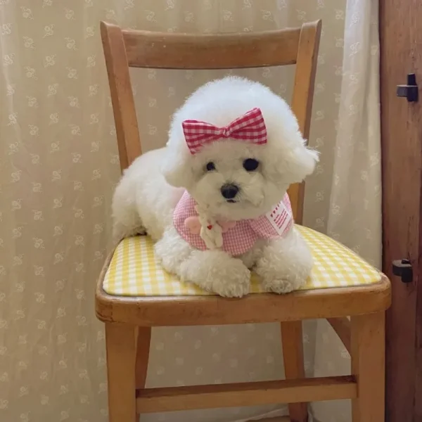 Cute Plaid Pet Cape Scarf